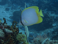 img49